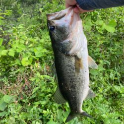 いつもの川にて