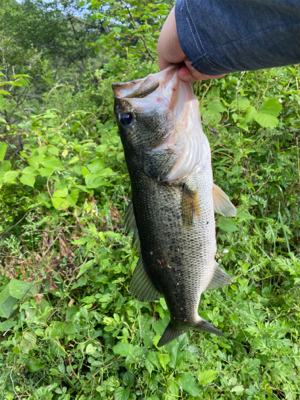 いつもの川にて