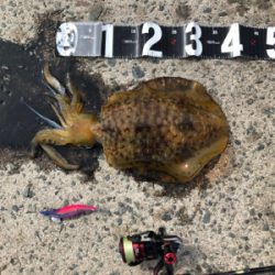 追い風5m予報の中でのエギング!