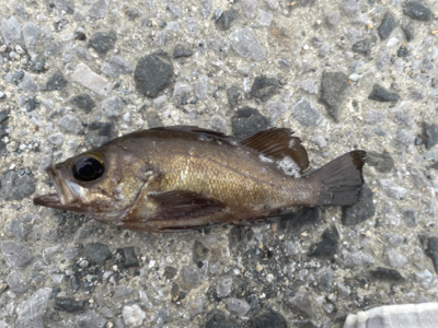 佐賀関ランガン