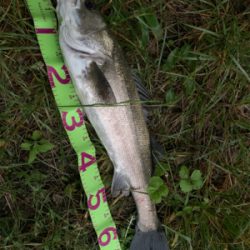 今年初VJフィッシュ