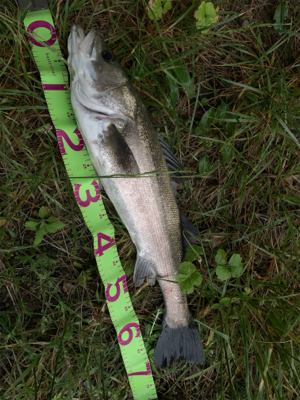 今年初VJフィッシュ