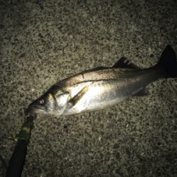 雨後は、人もシーバスも活性高い