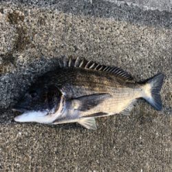 エビ撒き　ノッコミ中