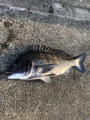 エビ撒き　ノッコミ中