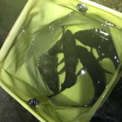 サーフメバリング