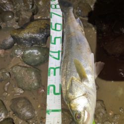 増水の中なんとか1匹