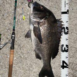 マニックでチヌ