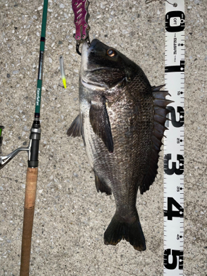 マニックでチヌ