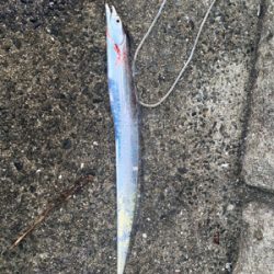 ベイトたっぷり