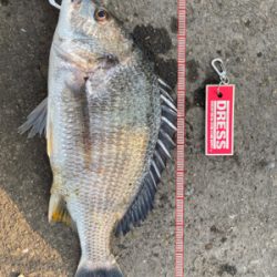 落とし込み釣り