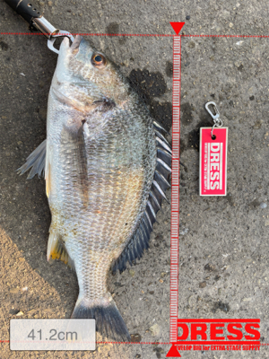 落とし込み釣り