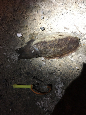 コウイカ とアジ