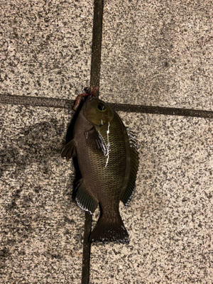 蚊との戦い、のちグレ、のちのち土砂降り