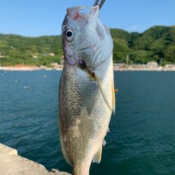 キス狙ってグチ釣れた