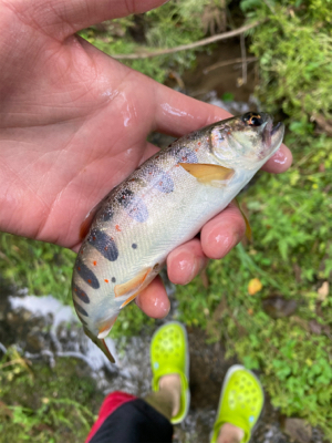 夕マズメのアマゴ！