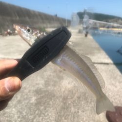 水潮を避けて五目達成!