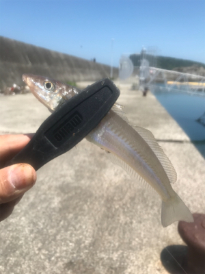 水潮を避けて五目達成!