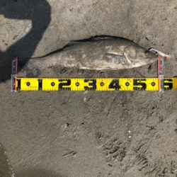 親父たちの釣行 シーバス編