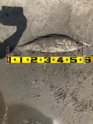親父たちの釣行 シーバス編