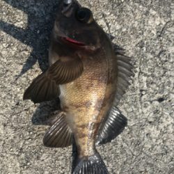 2021ライトゲーム第15戦