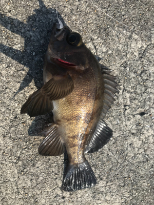 2021ライトゲーム第15戦