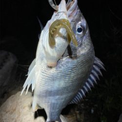 淀川ブリームゲーム