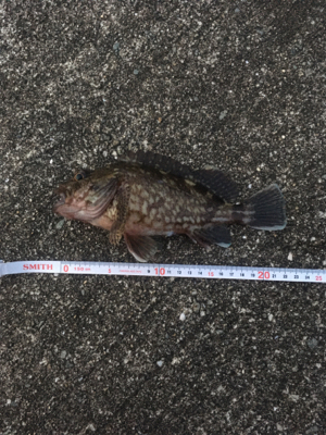 ライトワインド