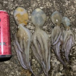 タコ！タコ！タコ！タコ！・・・メバル♪