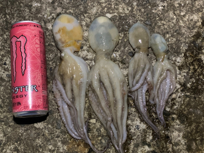 タコ！タコ！タコ！タコ！・・・メバル♪