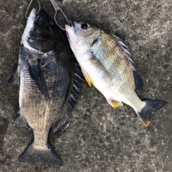 エビ撒きで活性化