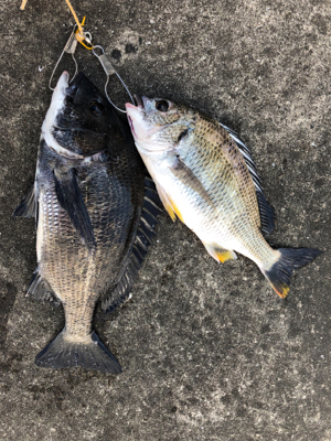 エビ撒きで活性化