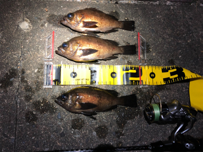 お刺身が食べたくて