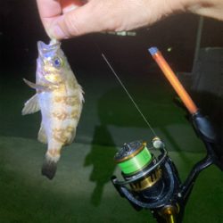 メバルプチ祭り