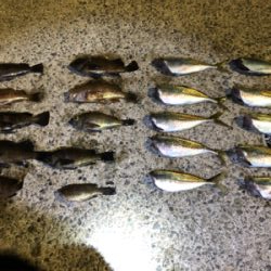 アジング！メバリング！