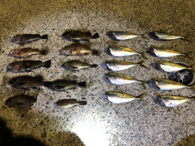 アジング！メバリング！