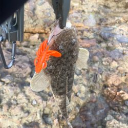 エギング、フラットフィッシュ狙いで