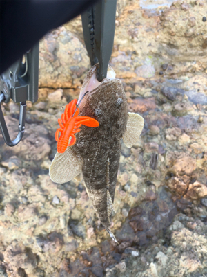 エギング、フラットフィッシュ狙いで