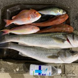 友人とボート釣行、ジギングでスズキ‼︎