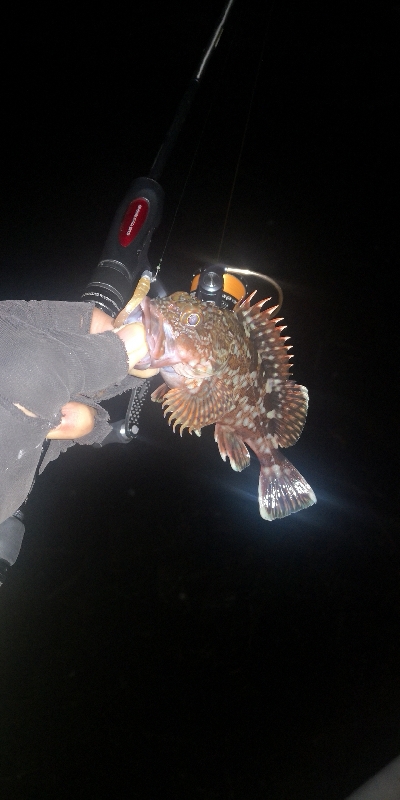 アジング練習　299　