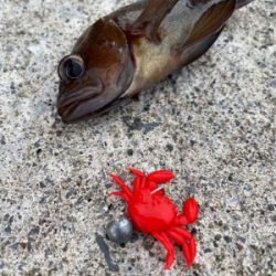 今シーズン初の沖堤！