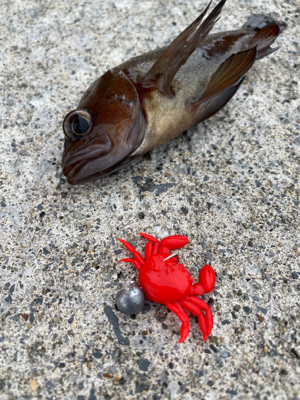 今シーズン初の沖堤！