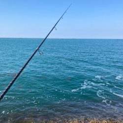 今シーズン初アオリ