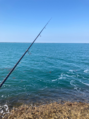 今シーズン初アオリ