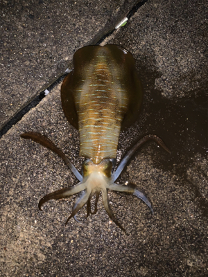 ヤエン釣り‼️…