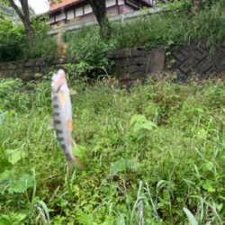 今日も今日とて