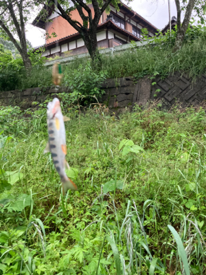 今日も今日とて