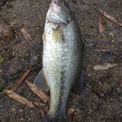 スピナベフィッシュ