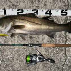 エリア10でシーバスとチヌ