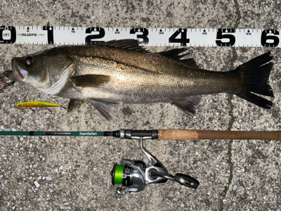 エリア10でシーバスとチヌ